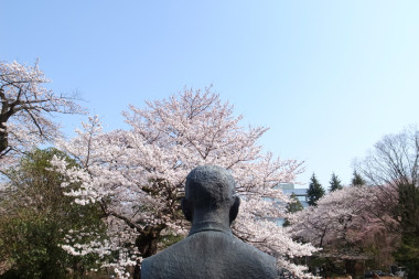 真島先生とトンペーの桜
